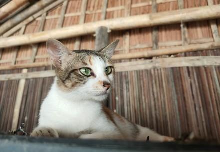 Vietnam establishes first ever dog and cat meat-free tourist-friendly city