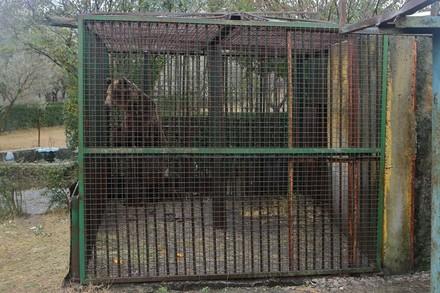 Un ours en cage en Albanie 
