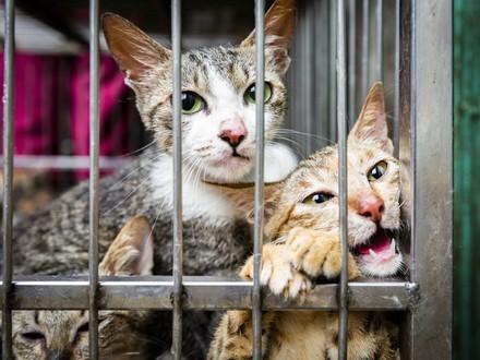 Cats in the cat meat trade