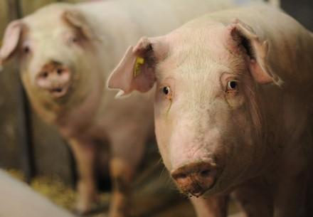 traurige Schweine in der Industriellen Nutztierhaltung