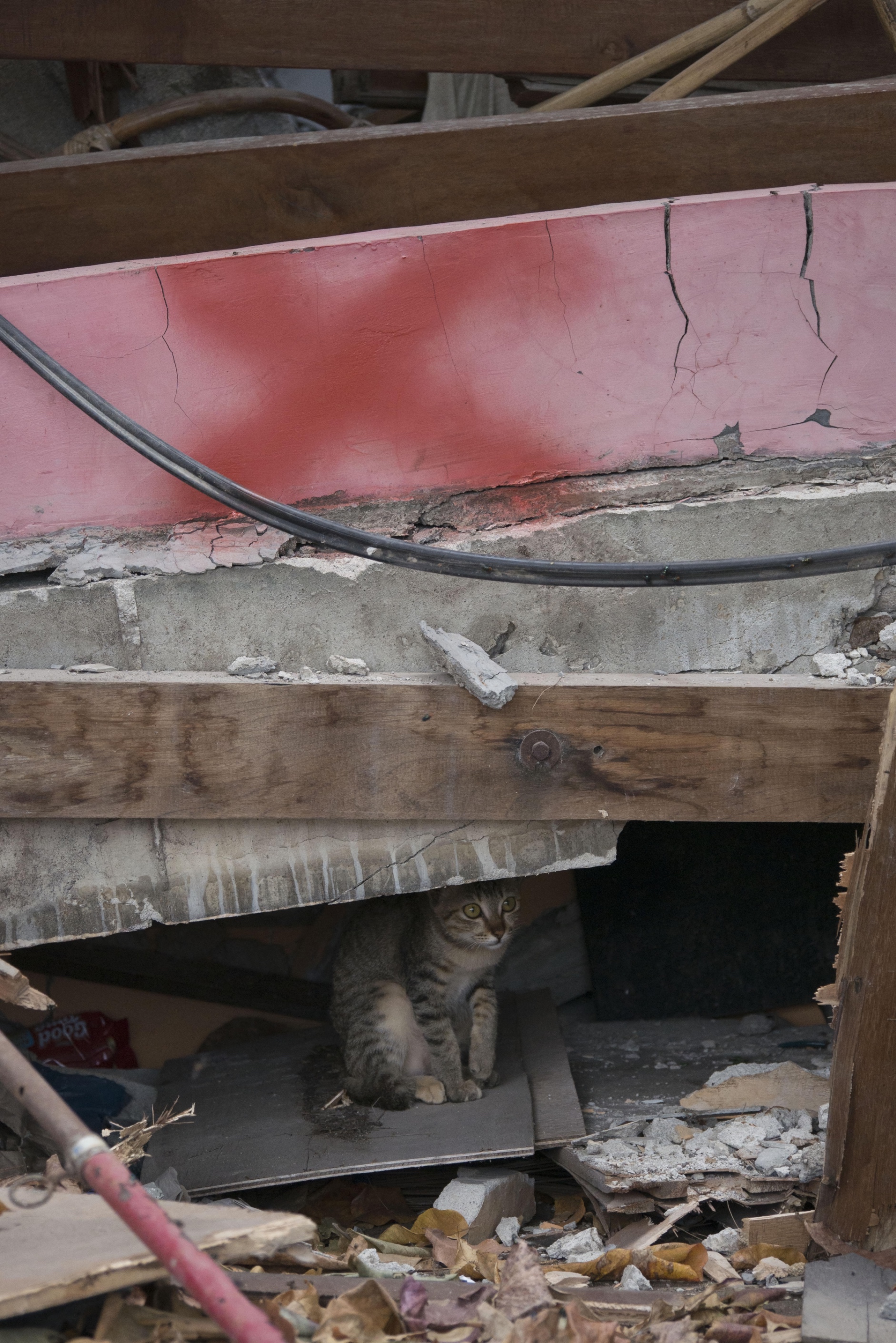 cat in rubble after a disaster
