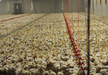 Broiler chicken factory farming