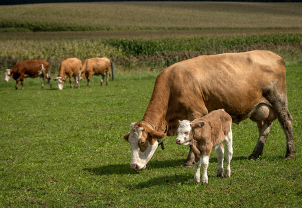 Cow with calf 
