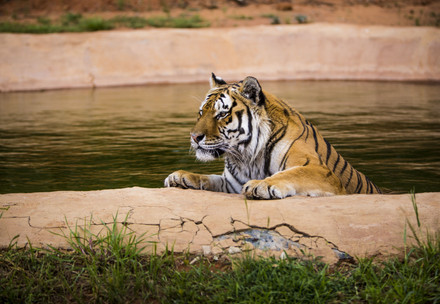 Tiger Raspotin at LIONSROCK