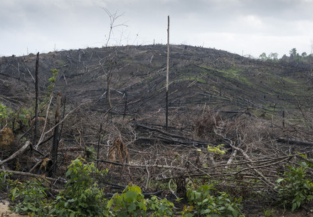 East Kalimantan, Borneo, Indonesia - April 2016: Forest cleared by fire at the edge of the Sungai Wain protected forest.