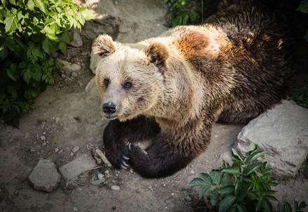 Bear Sam on his way to Arosa Bear Sanctuary