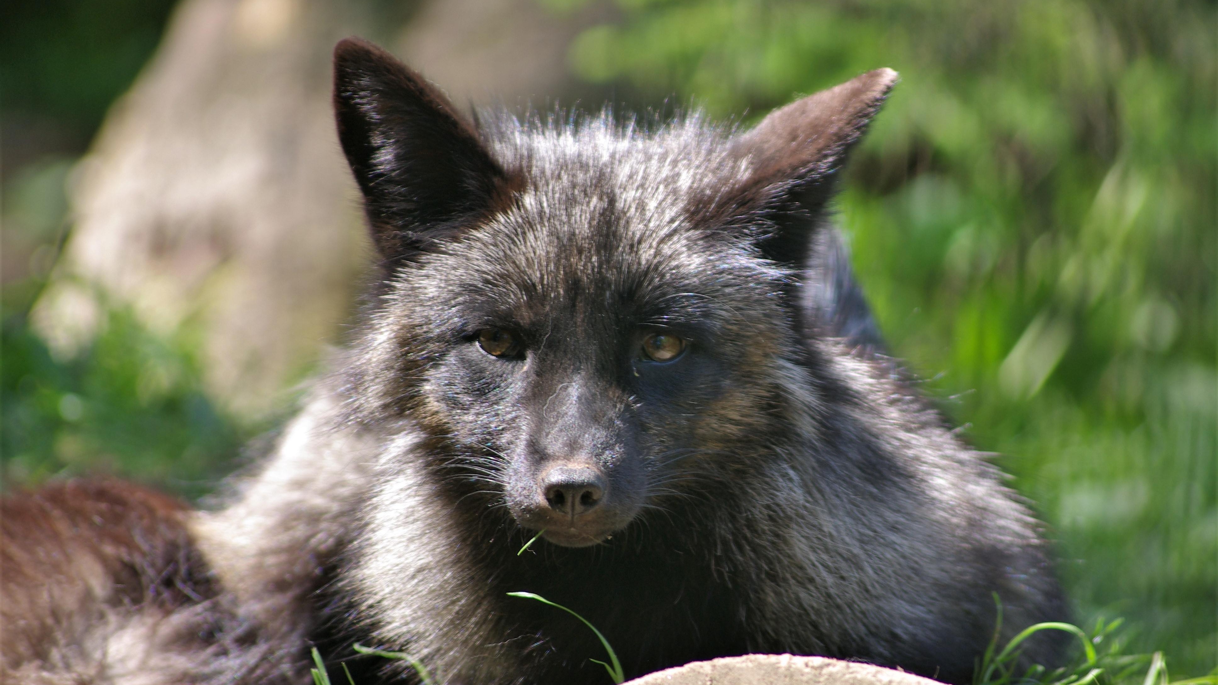 Silver fox Mika - TIERART Wild Animal Sanctuary - a FOUR PAWS project