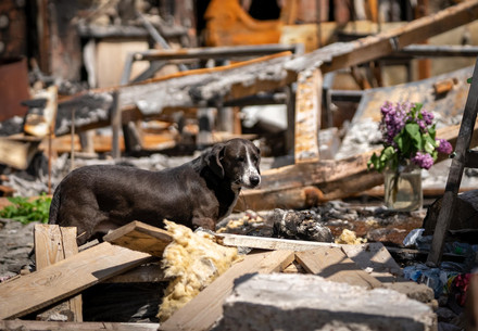 Hund zwischen Trümmern in der Ukraine