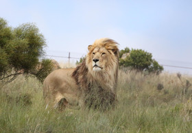Canned ‘Trophy’ Hunting Is the Killing of Lions for Pleasure