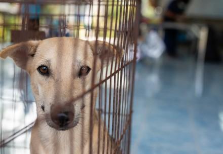 Stray animal care of dogs in Thailand