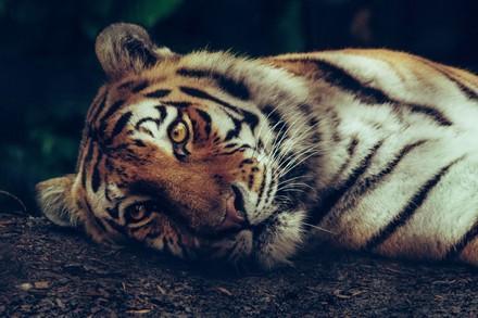 Grausamer Tigerhandel in der EU