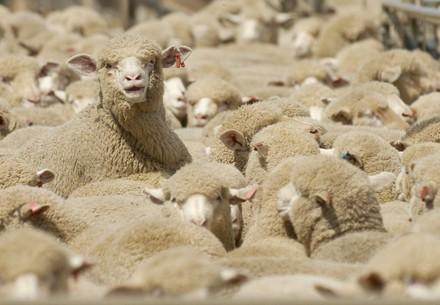 Moutons en Australie