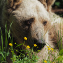 Brown bear Tom very close. In front of him little yellow flowers are blossoming.