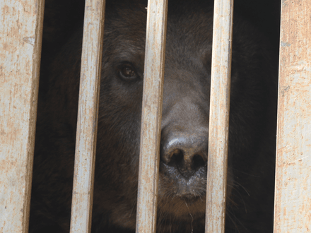 Bear Bakhmut during an emergency rescue in Ukraine