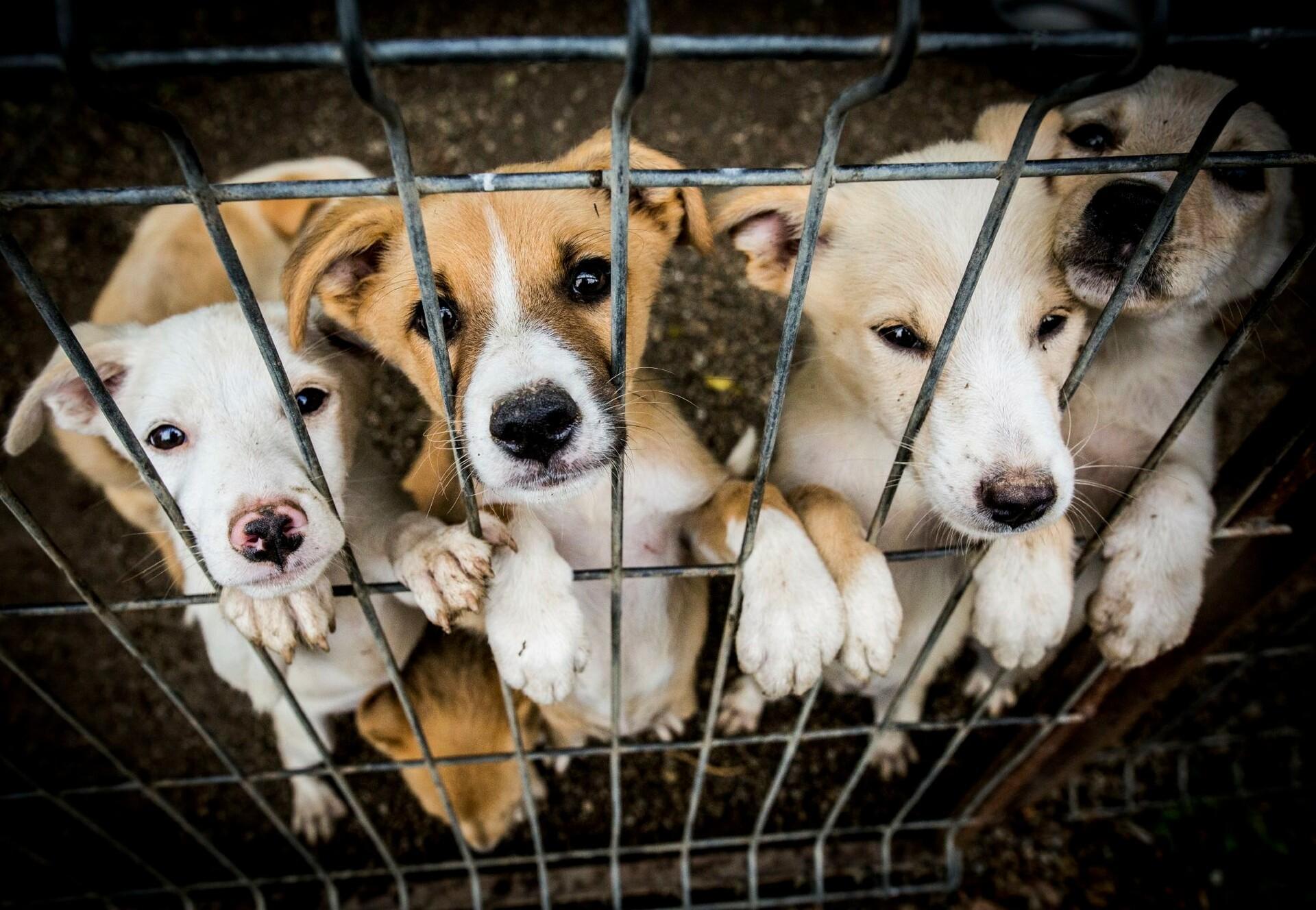 What makes a good shelter - FOUR PAWS in US - Global Animal Protection  Organization