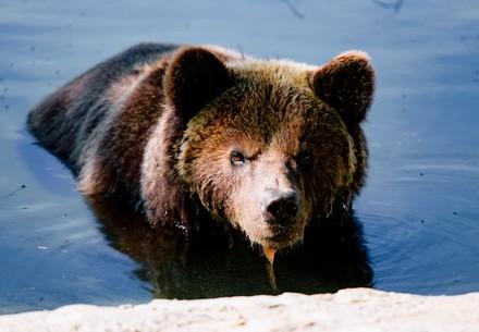 Bear Mashutka