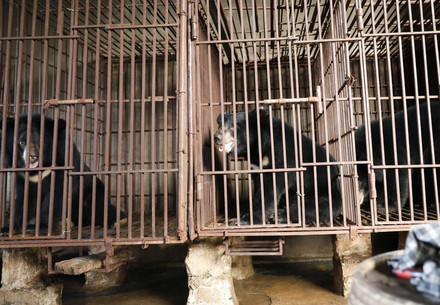 Des ours en cage