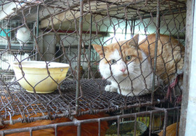 Chinas Landwirtschaftsministerium streicht Hunde und Katzen von Nutztier-Liste