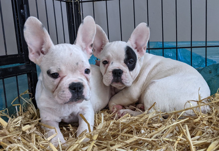 Two young French Bulldog type puppies