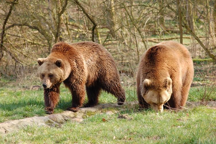 Brown bears Ben and Felix