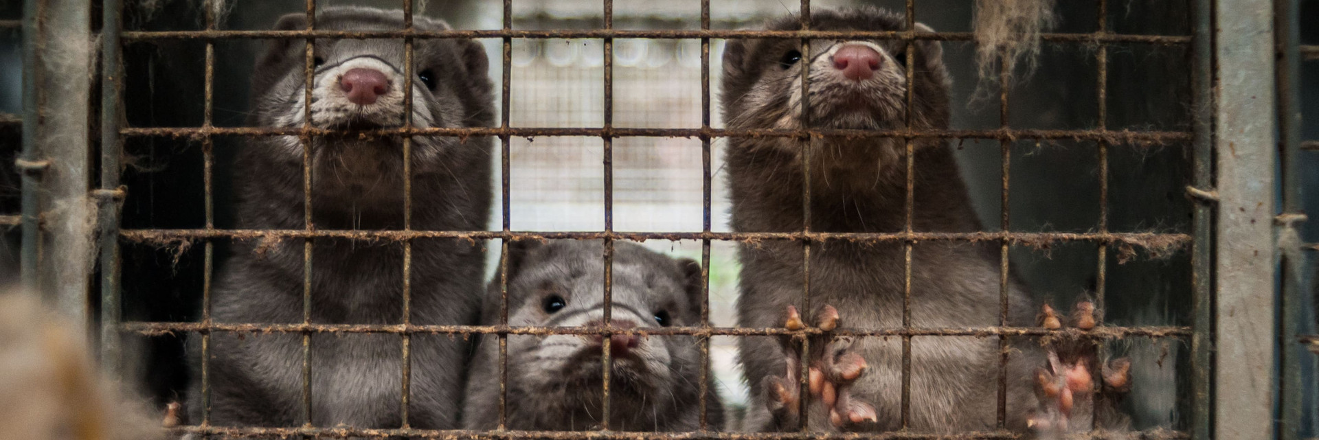 Mink caged for fur farming