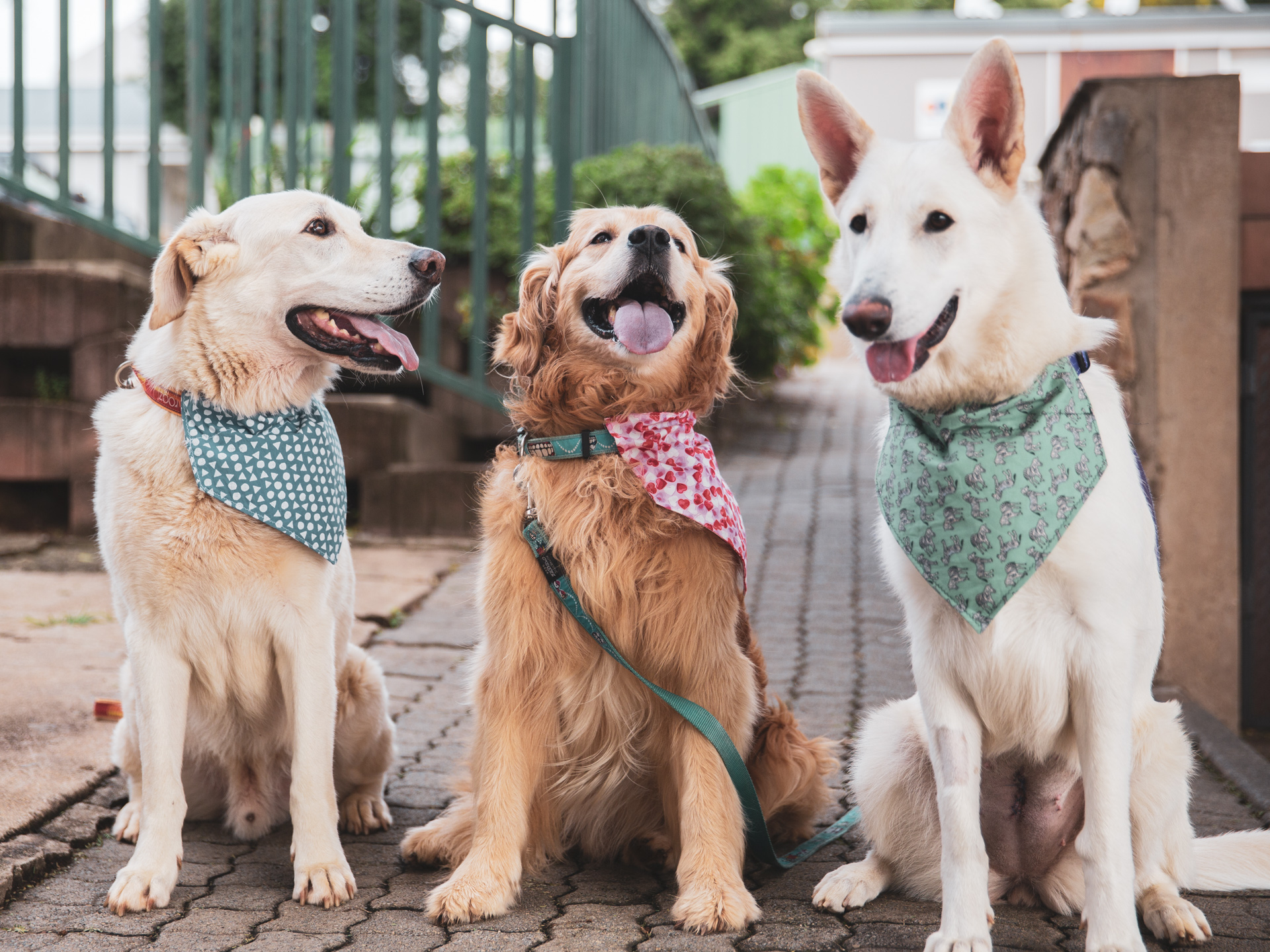 3 dogs wearing bandannas 
