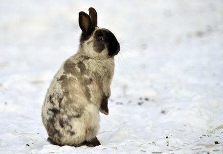 Kaninchen im Schnee