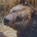 Brown bear Mark is sitting in his straw bed.