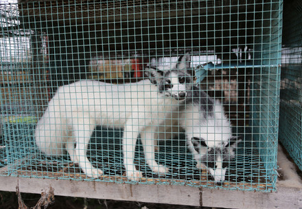 Foxes in cages at a fur farm in Finland
