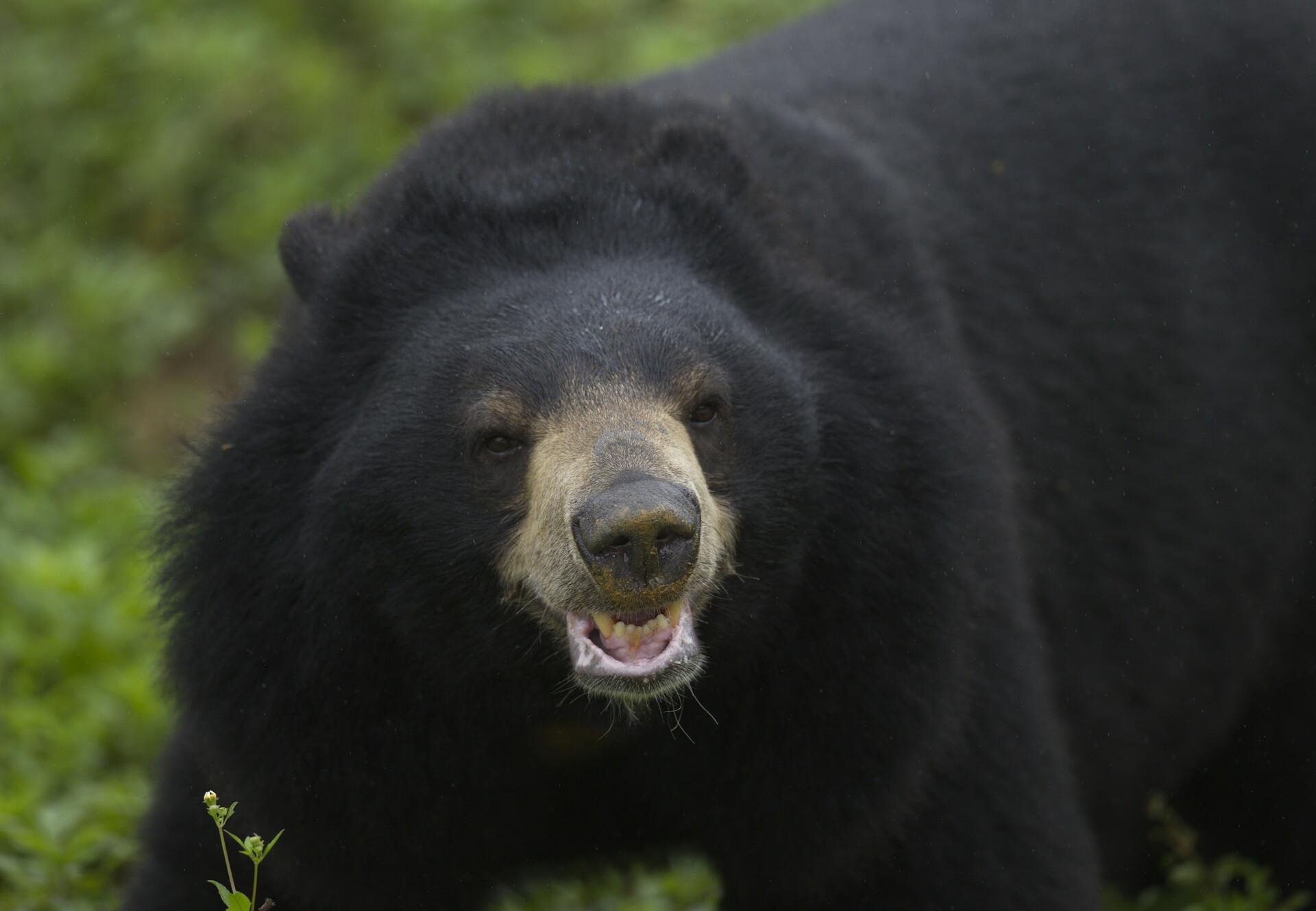 Asiatic Black Bears - FOUR PAWS International - Animal Welfare Organisation