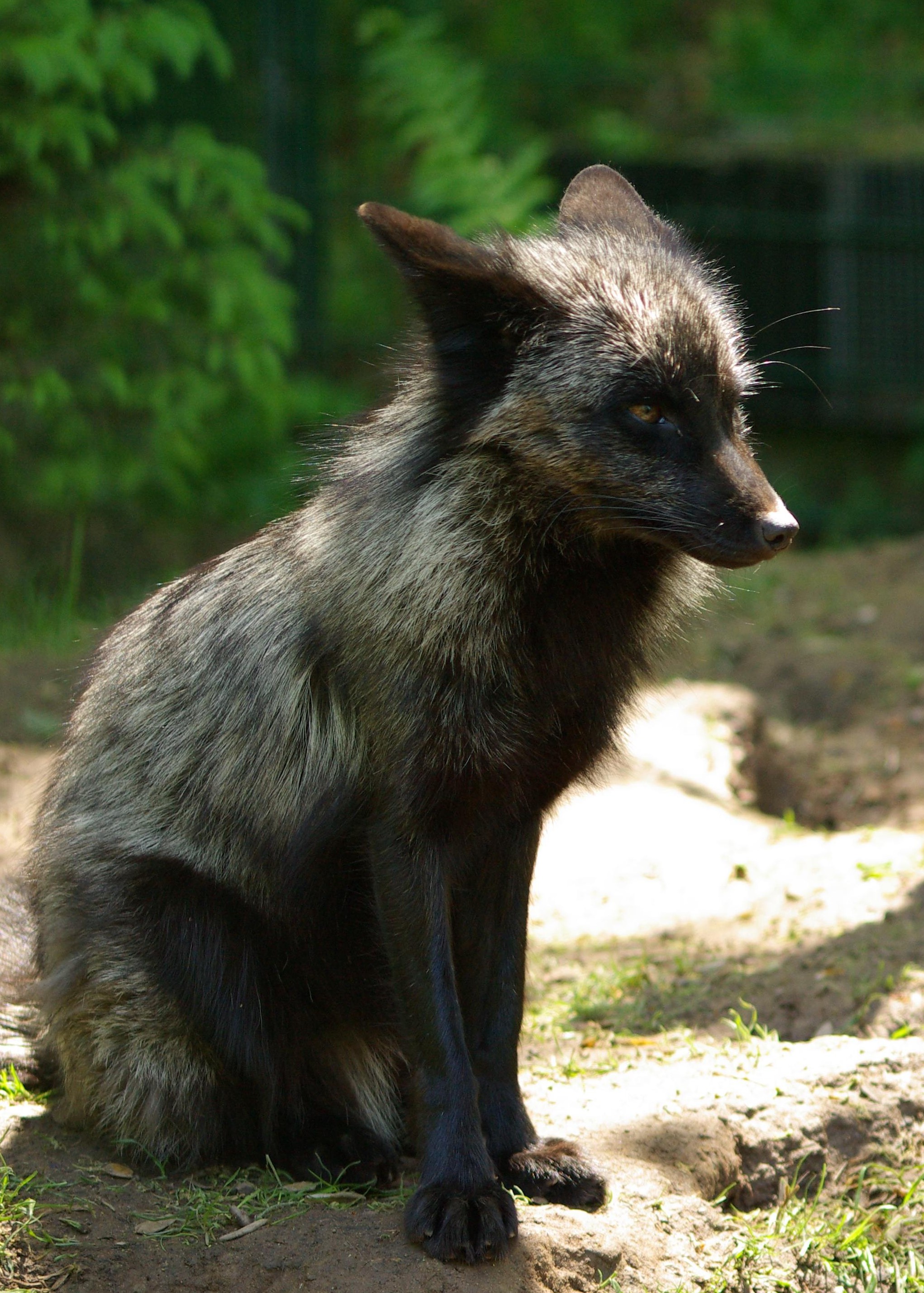 Silver fox Mika - TIERART Wild Animal Sanctuary - a FOUR PAWS project