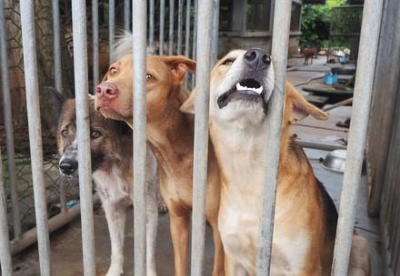 Des chiens dans un refuge