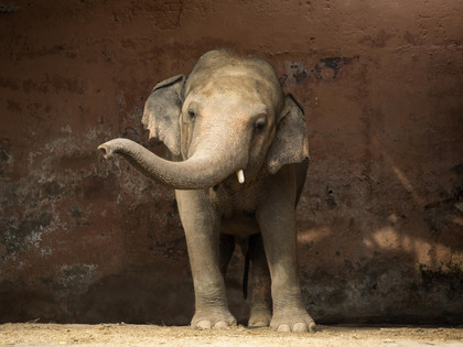 Elefant Kaavan in Pakistan