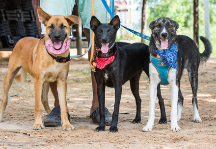 Dogs at a FOUR PAWS adoption centre in Siem Reap