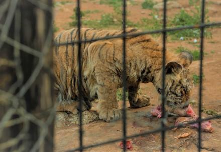Tiger cub in a cage