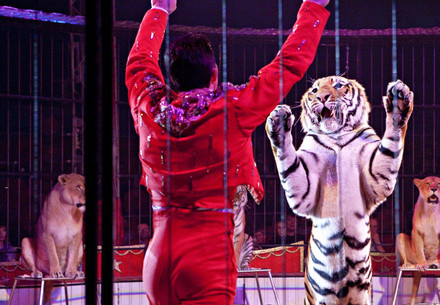 Tiger in circus in Germany