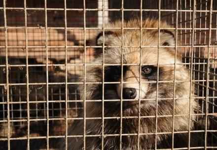 The Truth about Fur
