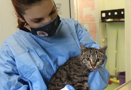 Masked vet treating a cat