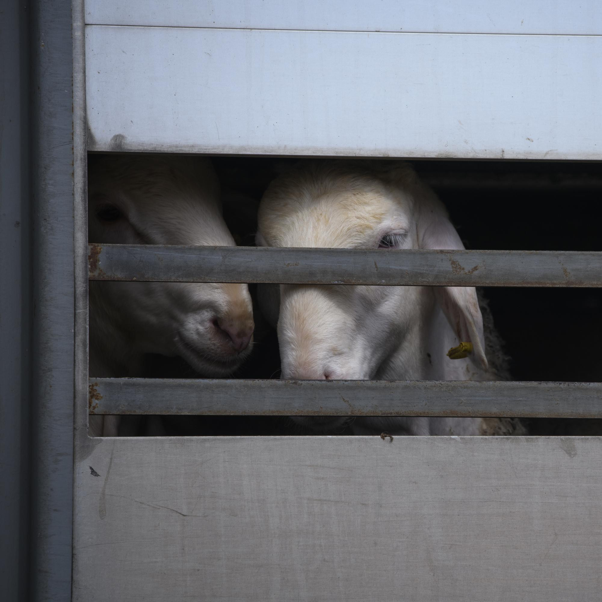 Sheep in a transport truck