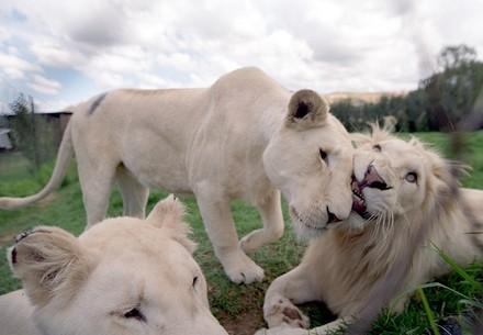 Le conte de fée des lions blancs
