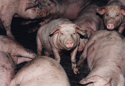 Les porcs dans l'élevage industriel