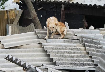 A dog seeks shelter on top of a pile of rubble during the Serbian floods