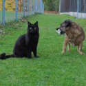 Auf einem Wiesenweg sitzt links der scharze Kater Pino und rechts neben ihm steht der kleine braune Hund Keksi. sie hat ein Spielzeug in der Schnauze und schaut Richtung Kater.