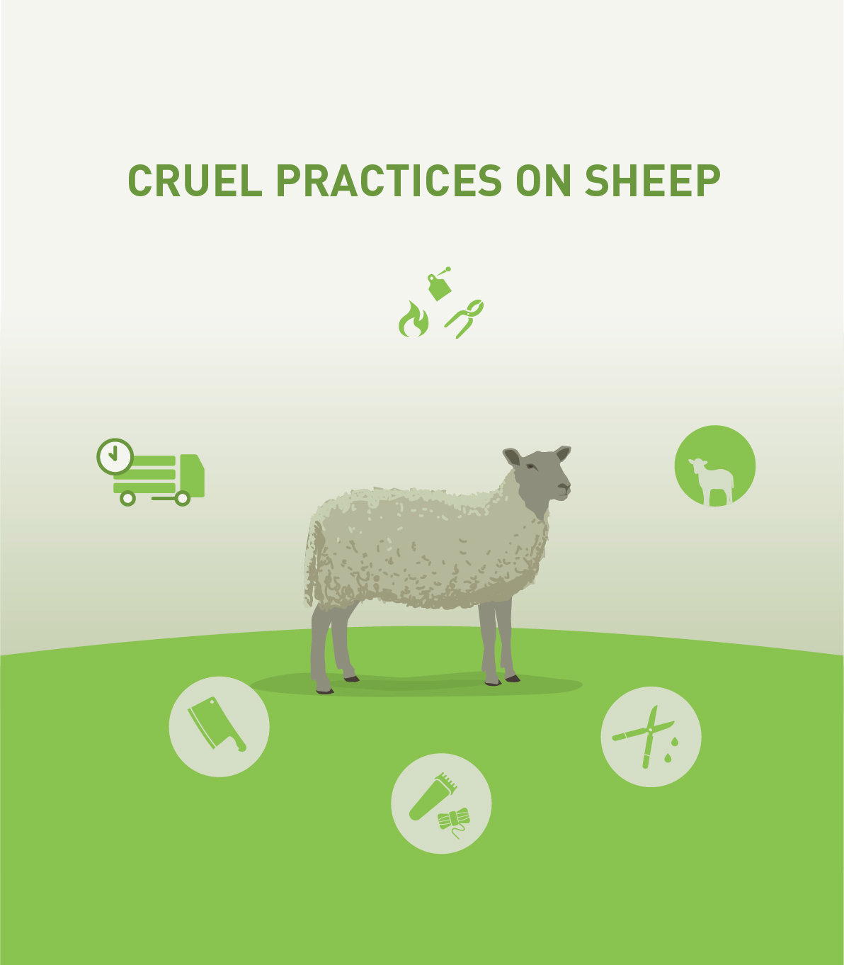 Grausame Praktiken bei Schafen