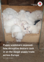 Puppy Scammers Summary
