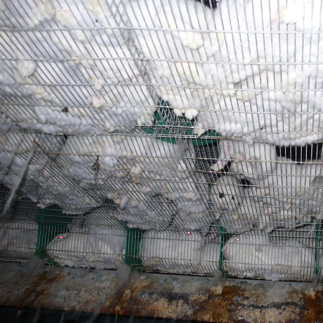 Rabbits in small cages on a rabbit farm
