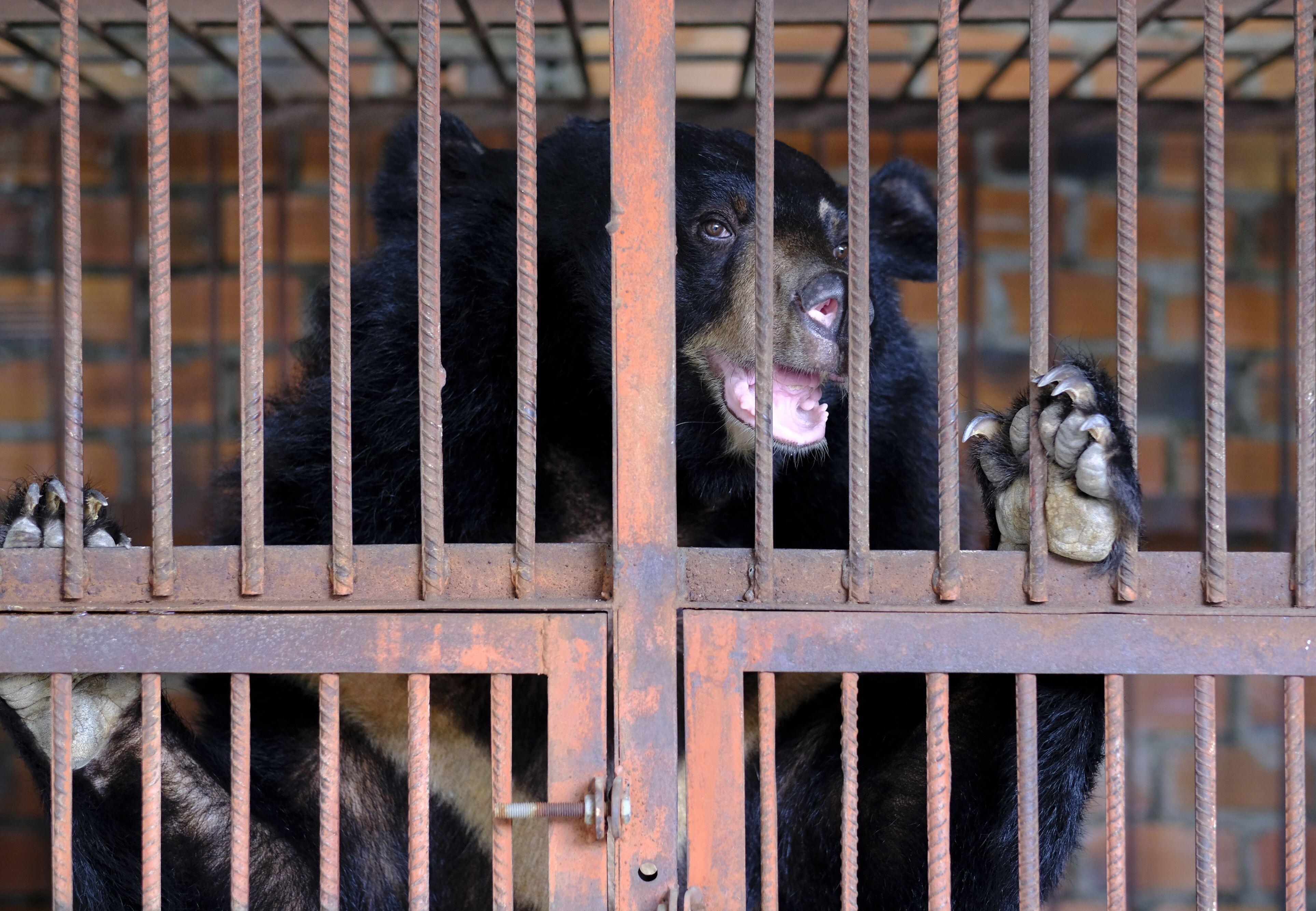 Biggest FOUR PAWS mission in Vietnam: Seven bile bears rescued from cruel  captivity - #SaddestBears - a FOUR PAWS campaign to help bears