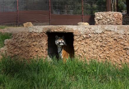 Argentinian Train tigers settling into their first enclosure at LIONSROCK
