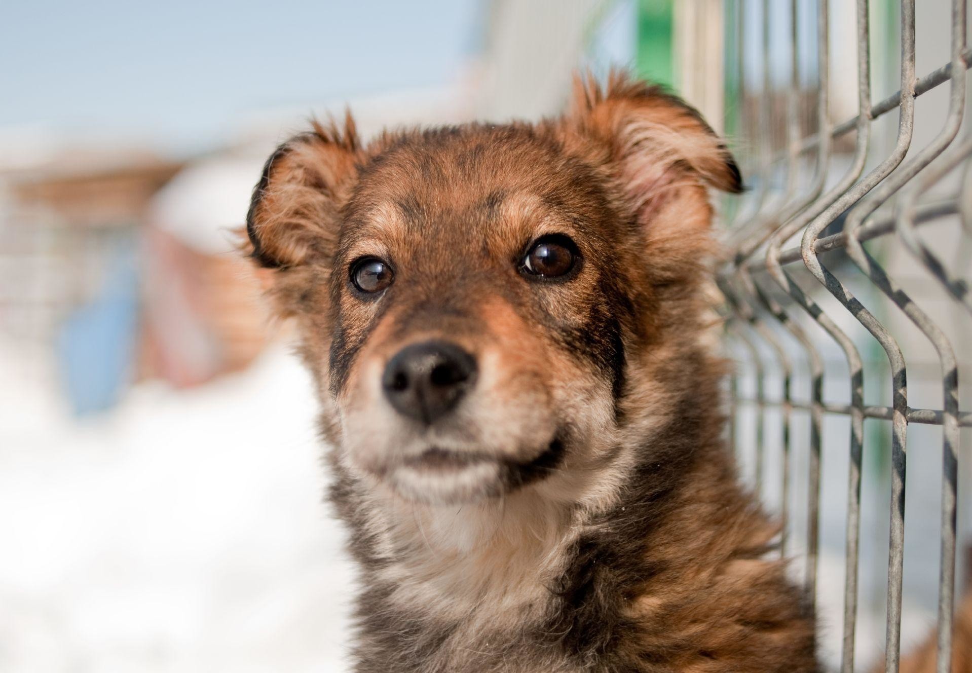 Speranta – A Shelter called Hope - FOUR PAWS International - Animal Welfare  Organisation