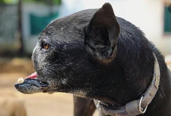 Rescue Dog Sunface - FOUR PAWS International - Animal Welfare Organisation